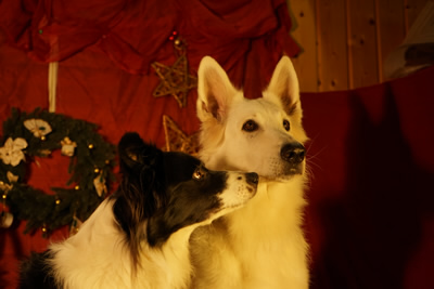 Rin Tin Tin & Coralie